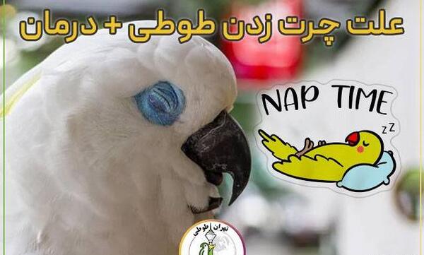 عکس لانه ی طوطی برزیلی