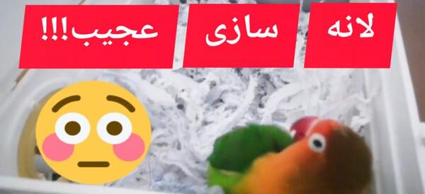 عکس لانه ی طوطی برزیلی