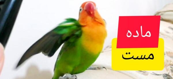 عکس طوطی کوتوله ماده