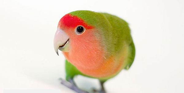 عکس طوطی کوتوله نر