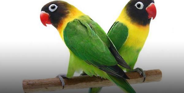 عکس طوطی کوتوله نر