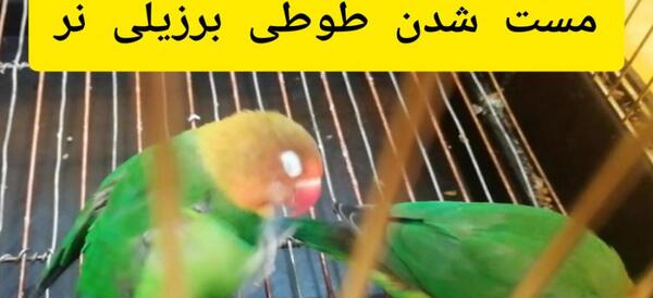 عکس طوطی کوتوله نر