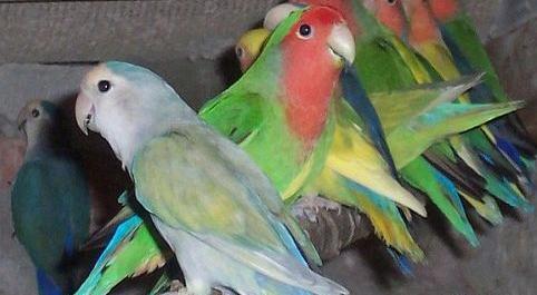 عکس طوطی کوتوله نر