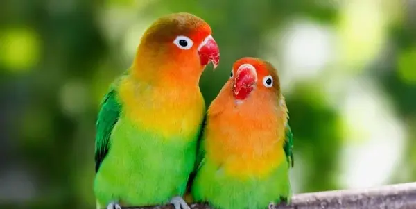 عکس طوطی کوتوله نر