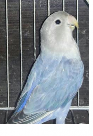 عکس طوطی کوتوله نر