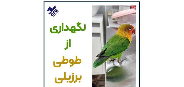 عکس طوطی کوتوله نر