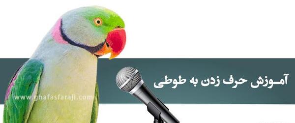 عکس طوطی کاکادو سخنگو