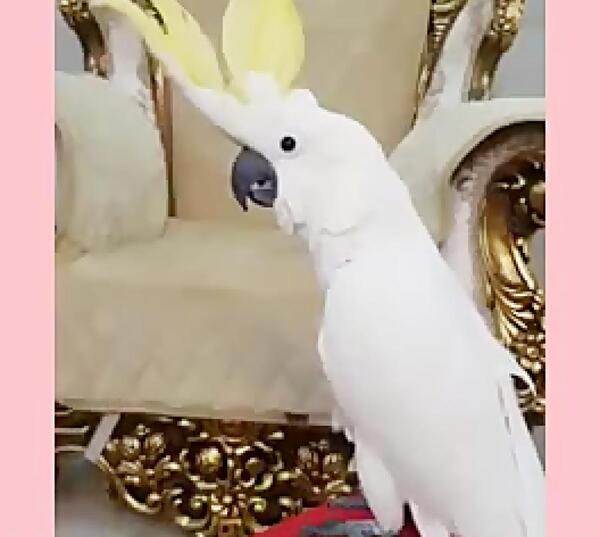 عکس طوطی کاکادو سخنگو