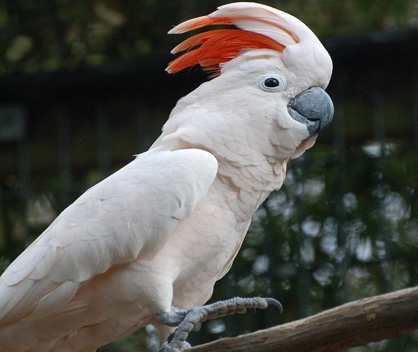 عکس طوطی کاکادو ملوکان