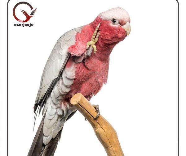 عکس طوطی کاکادو ملوکان