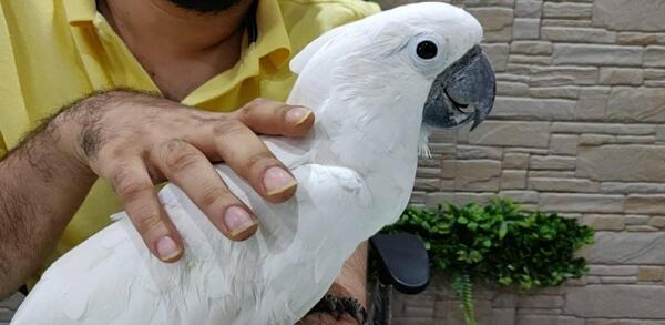 عکس طوطی کاکادو ملوکان