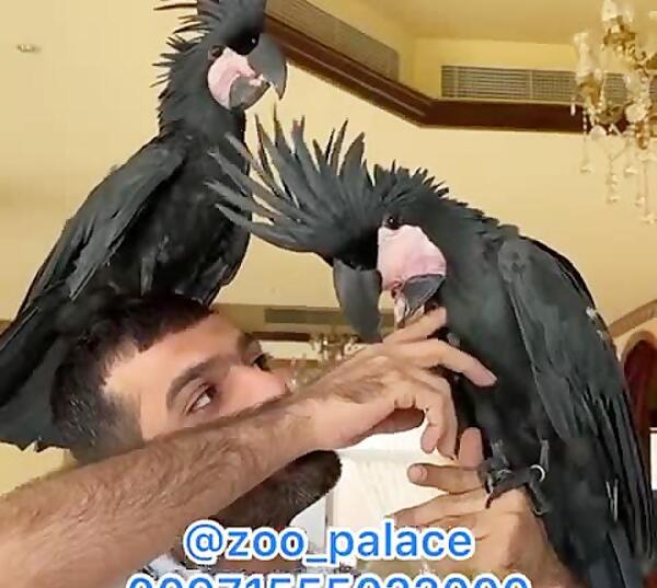 عکس طوطی کاکادو نخلی