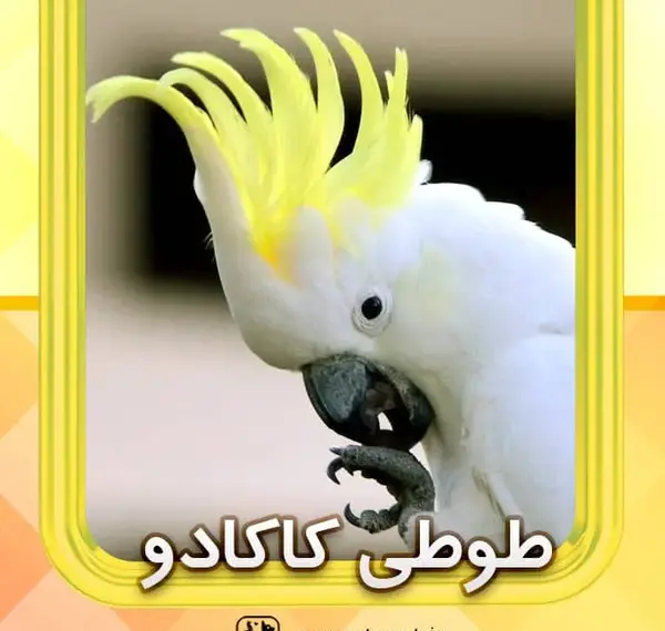 عکس طوطی کاکادو نخلی