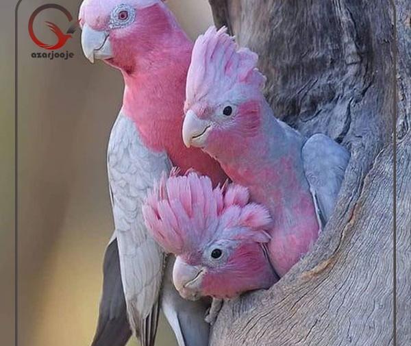 عکس طوطی کاکادو نخلی