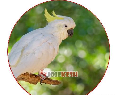 عکس طوطی کاکادو نخلی