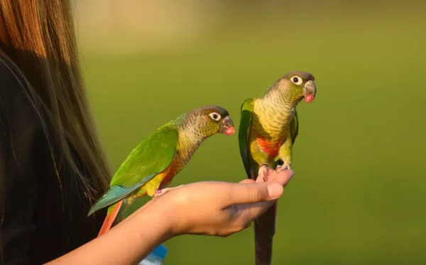 عکس انواع طوطی گرینچیک