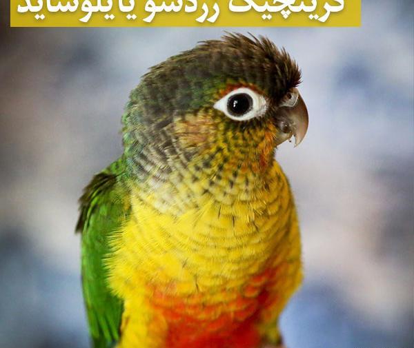 عکس انواع طوطی گرینچیک