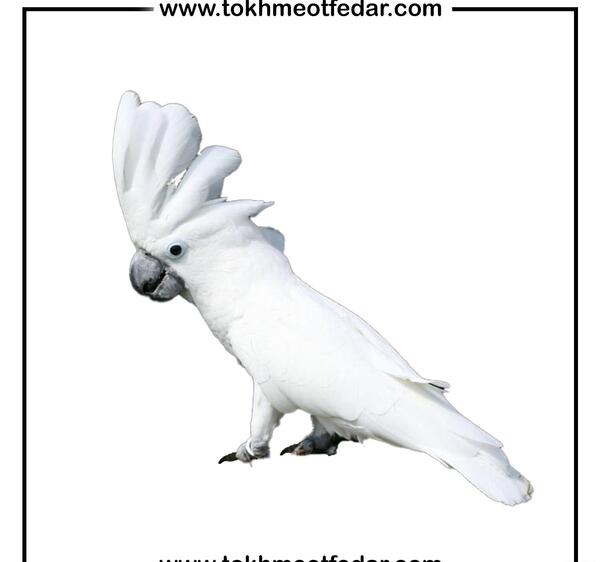 عکس تخم طوطی کاکادو