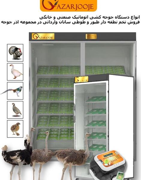 عکس تخم طوطی کاکادو