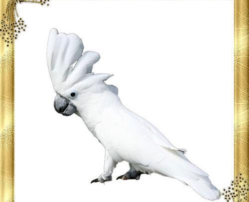 عکس تخم طوطی کاکادو