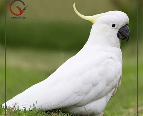 عکس تخم طوطی کاکادو