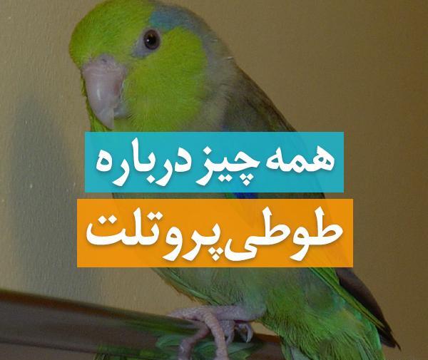 عکس طوطی کوتوله نر و ماده