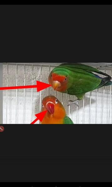 عکس طوطی کوتوله نر و ماده