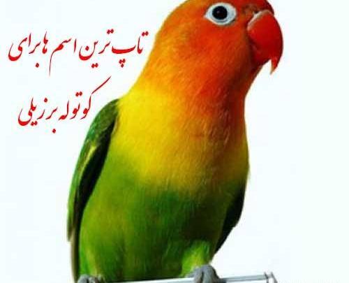 عکس طوطی کوتوله نر و ماده