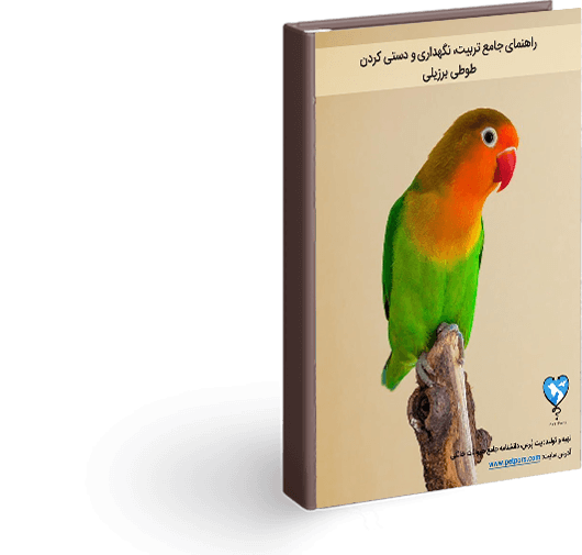 عکس طوطی کوتوله نر و ماده