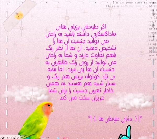 عکس طوطی کوتوله نر و ماده