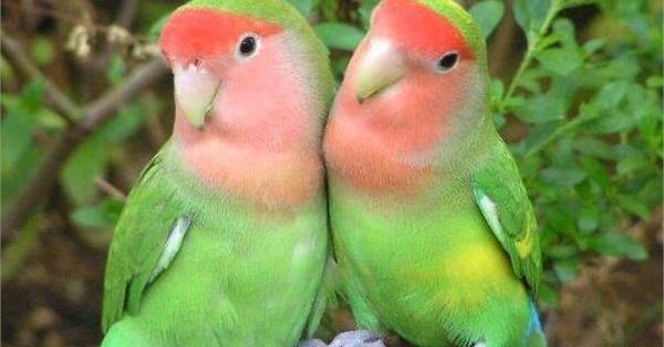 عکس طوطی کوتوله نر و ماده