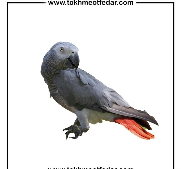 عکس قشنگ ترین طوطی کاسکو