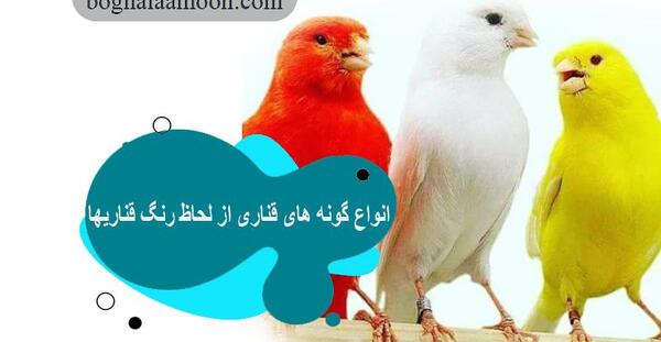 عکس طوطی و قناری