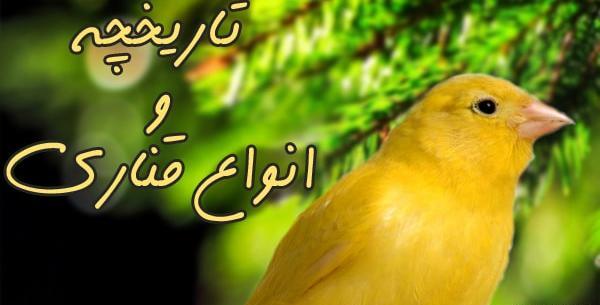 عکس طوطی و قناری