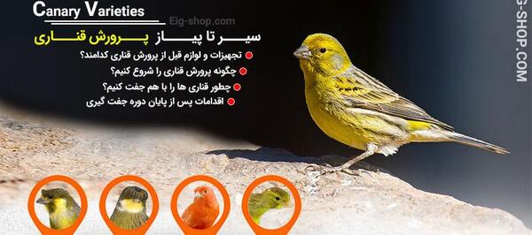 عکس طوطی و قناری