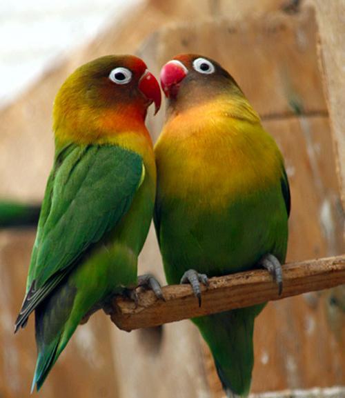 عکس های طوطی قشنگ