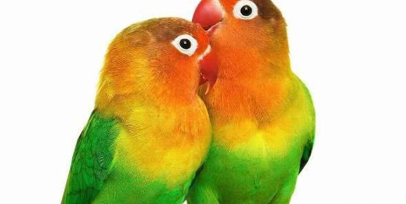 عکس های طوطی قشنگ