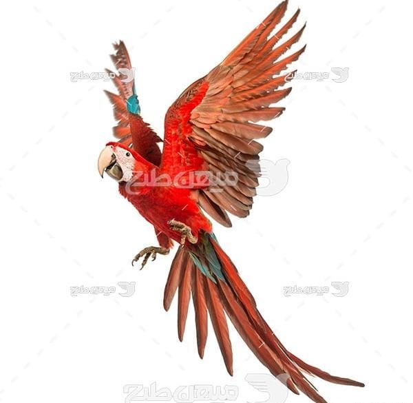 عکس از طوطی قشنگ