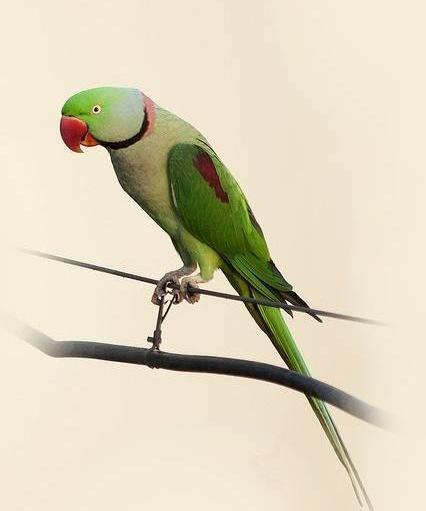 عکس از طوطی قشنگ
