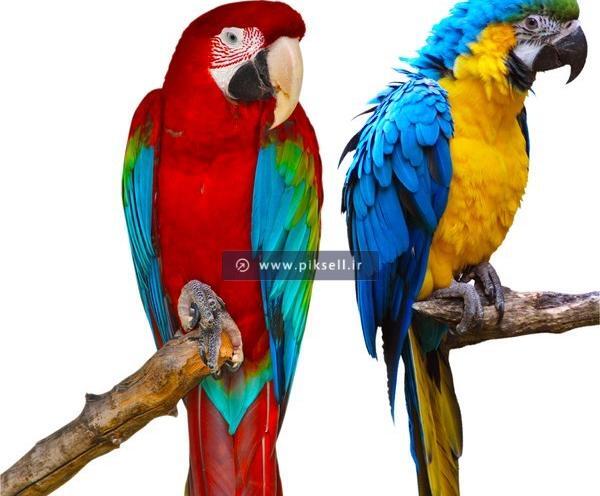 عکس طوطی برای فتوشاپ