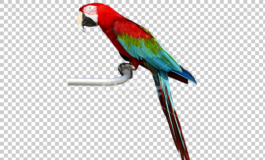 عکس طوطی برای فتوشاپ