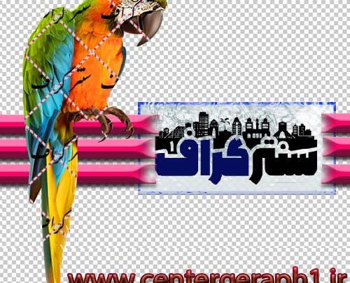 عکس طوطی برای فتوشاپ