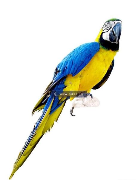 عکس طوطی برای فتوشاپ
