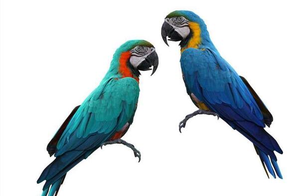عکس طوطی برای فتوشاپ