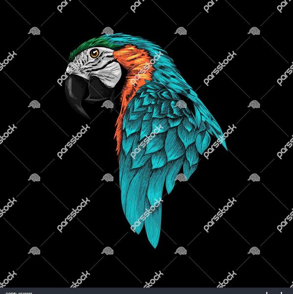 عکس طوطی برای فتوشاپ
