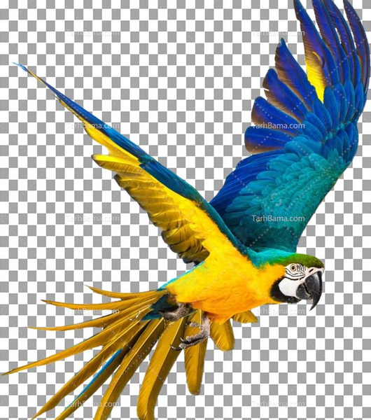 عکس طوطی برای فتوشاپ