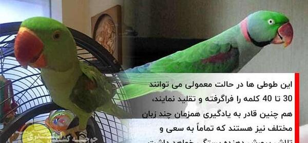 عکس و فیلم طوطی