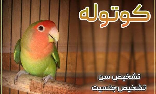 عکس طوطی برزیلی فیشر