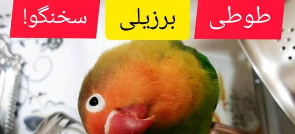 عکس طوطی برزیلی فیشر