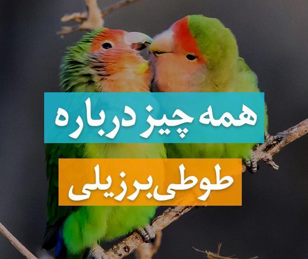 عکس طوطی برزیلی فیشر